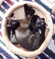 cats/100_1052.jpg