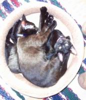 cats/100_1053.jpg