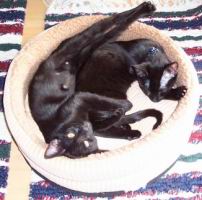cats/100_1054.jpg