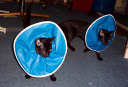 cats/100_1056.jpg