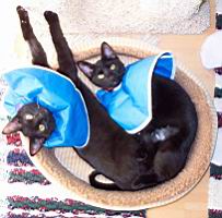 cats/100_1060.jpg