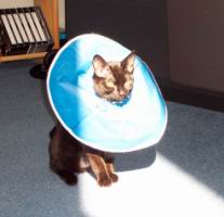 cats/100_1066.jpg