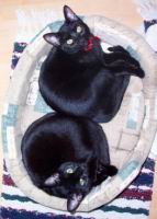 cats/100_1143.jpg