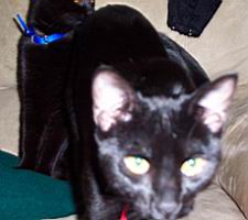 cats/100_1147.jpg
