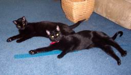cats/100_1149.jpg