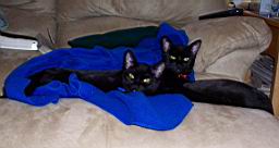 cats/100_1195.jpg